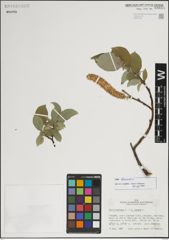 Foto von Salix lanata L.